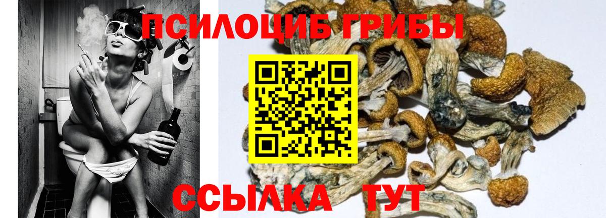 Псилоцибиновые грибы Psilocybine cubensis Моздок